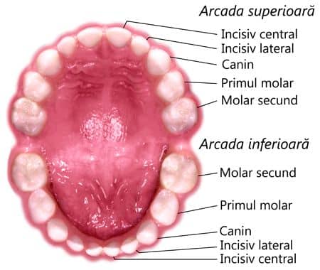 dentitia temporara la bebelusi