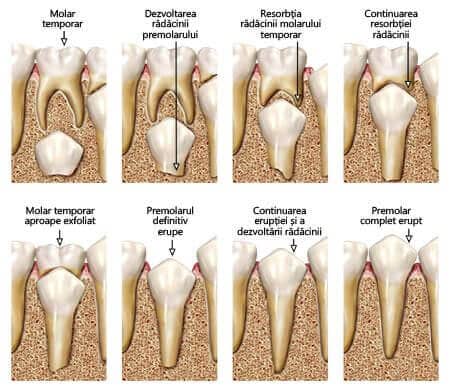 eruptia dintilor permanenti