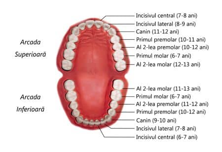 ordinea cresterii dintilor permanenti