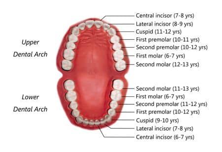 permanent teeth eruption order