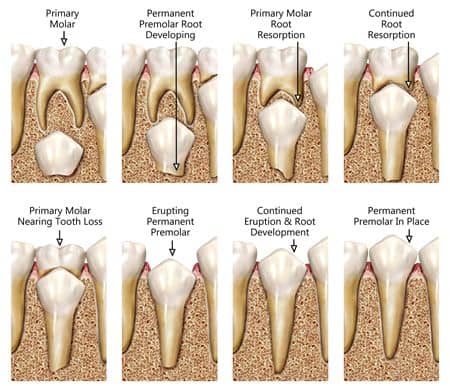 permanent teeth eruption